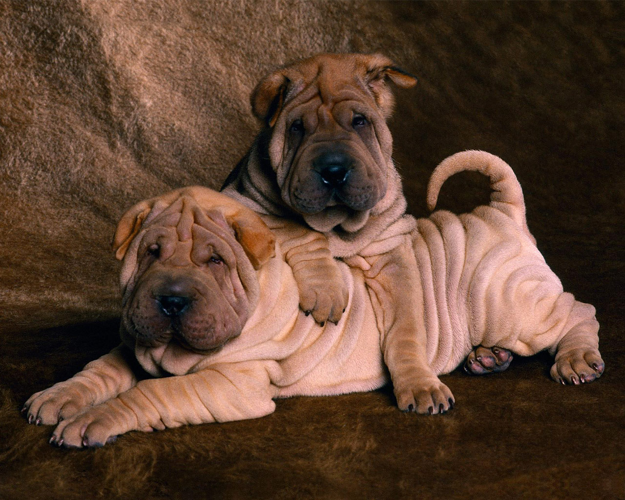 Shar-Pei-Guard-Dog