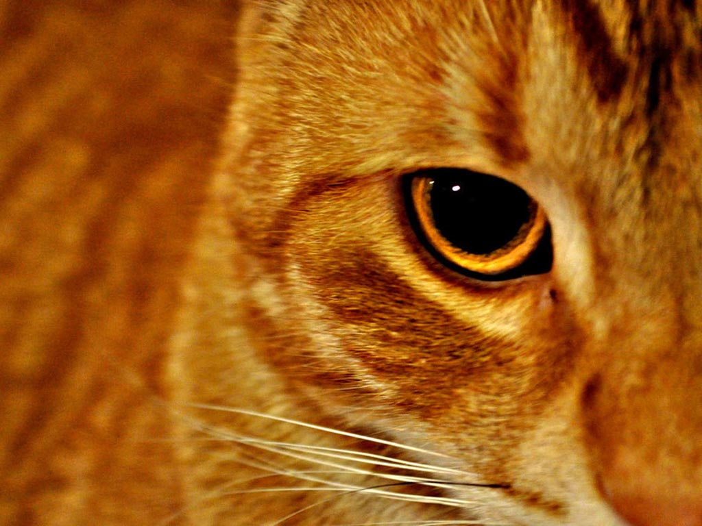 cats_eye_animated_wallpaper