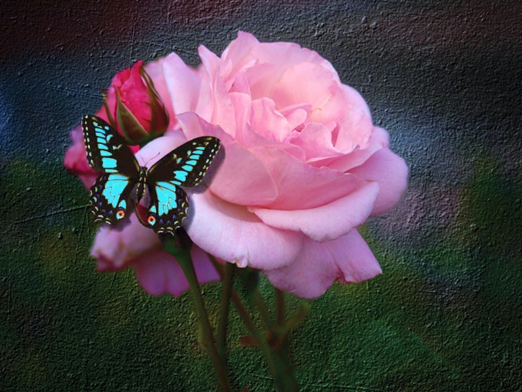 Butterfly-And-Rose-roses-17275185-1024-768