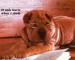 shar-pei-with-glasses