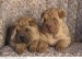 shar-pei_puppies_sitting_in_a_chair_42-16749680