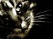 Cat-Wallpaper-cats-636171_800_600