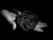 black-rose-elegant-flowers-9