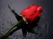 Beautiful-Red-Roses-Wallpaper-for-Valentine-Day-11