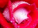 red-roses-widescreen-wallpaper-5
